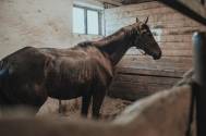 Konie ze stadniny w Górkach Wielkich zostały odebrane właścicielowi, zdjęcia: Fundacja Międzynarodowy Ruch na Rzecz Zwierząt - Viva!