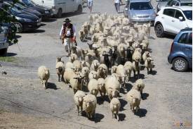 Wygon owiec w Wiśle
