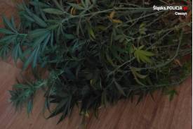 Plantacja marihuany w Ustroniu