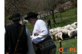 Owce wyruszyły na halę pod Ochodzitą w Koniakowie, fot. Natasza Gorzołka