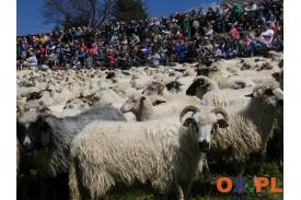 Owce wyruszyły na halę pod Ochodzitą w Koniakowie, fot. Natasza Gorzołka