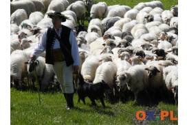 Obrzęd miyszania owiec w Koniakowie, fot. Natasza Gorzołka