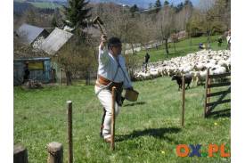 Obrzęd miyszania owiec w Koniakowie, fot. Natasza Gorzołka