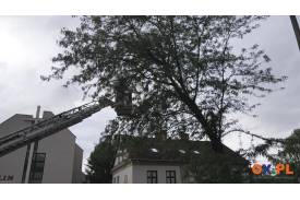 Powalone drzewo i akcja strażaków 
