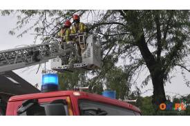 Powalone drzewo i akcja strażaków 
