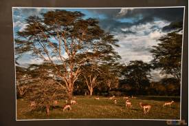 Wernisaż wystawy Ryszarda Stawowego ,, Kenia Safari ! '' w Muzeum im. Gustawa Morcinka w Skoczowie