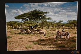 Wernisaż wystawy Ryszarda Stawowego ,, Kenia Safari ! '' w Muzeum im. Gustawa Morcinka w Skoczowie