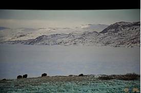 "Grenlandia - lodowa kraina na wyciągnięcie ręki" - prelekcja multimedialna Łukasza Wróblewskiego