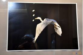 Spotkanie z Janem Gachem - autorem wystawy ''Ptaki'' w Foto Galerii w Cieszynie