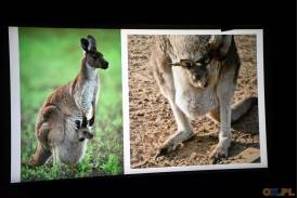"Australia: koale, kangury i sałata z imbirem" - prelekcja Danuty Kluz w Teatrze Elektrycznym w Skoczowie 