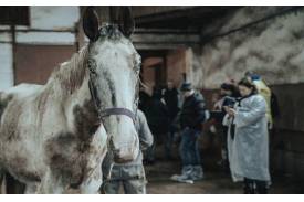 Konie ze stadniny w Górkach Wielkich zostały odebrane właścicielowi, zdjęcia: Fundacja Międzynarodowy Ruch na Rzecz Zwierząt - Viva!