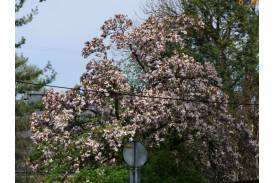 Spacer szlakiem cieszyńskich magnolii