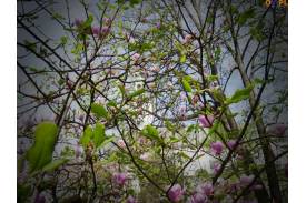 Spacer szlakiem cieszyńskich magnolii