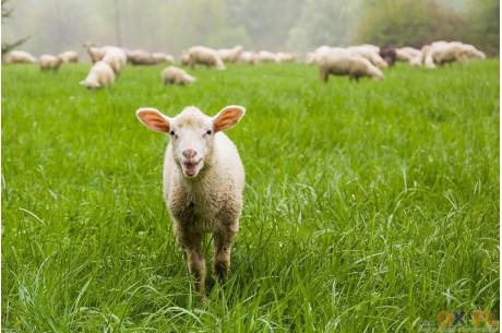 Owce na pastwisku fot. ARC
