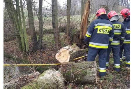 Strażacy interweniowali do powalonych drzew w regionie fot. aRC