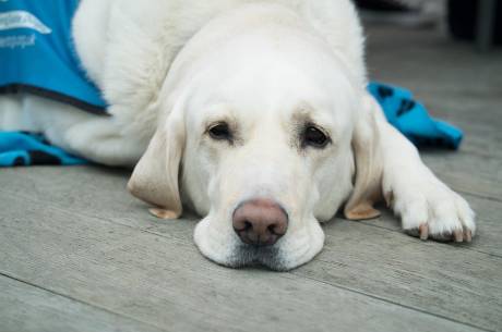 Pies asystujący ma swoje święto fot. pixybay