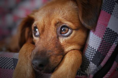 Przerażony pies. fot. pixybay.com