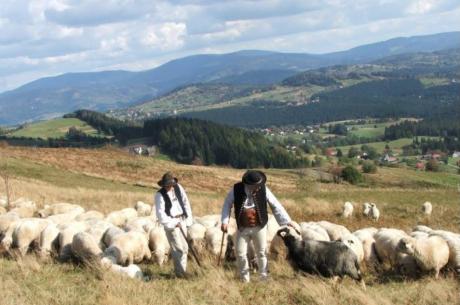 Tradycja pasterska w Beskidach obecna jest od wieków fot. ARC OX.PL