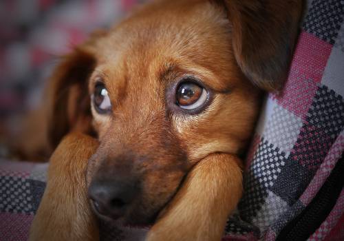 Przerażony pies. fot. pixybay.com