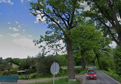 Fotografia dębu z 2021 roku. Źródło: Google Street View