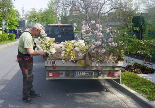 Nowe kwitnące drzewa pojawiły się na ulicach miasta, fot. Město Český Těšín/FB