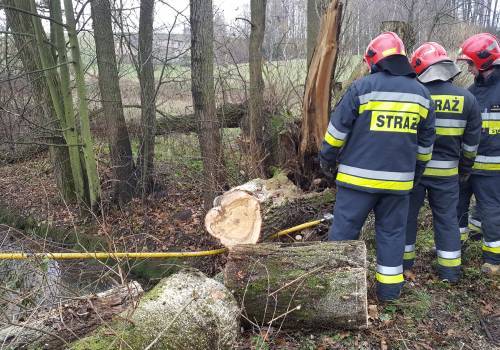 Strażacy interweniowali do powalonych drzew w regionie fot. aRC