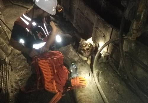 Oslo z Beskidzkiego GOPRu pomógł odnaleźć ciała zaginionych górników, fot. GOPR Beskidy/FB