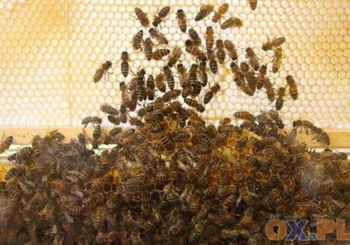Pszczoły, zdjęcie ilustracyjne, fot. arch.ox.pl