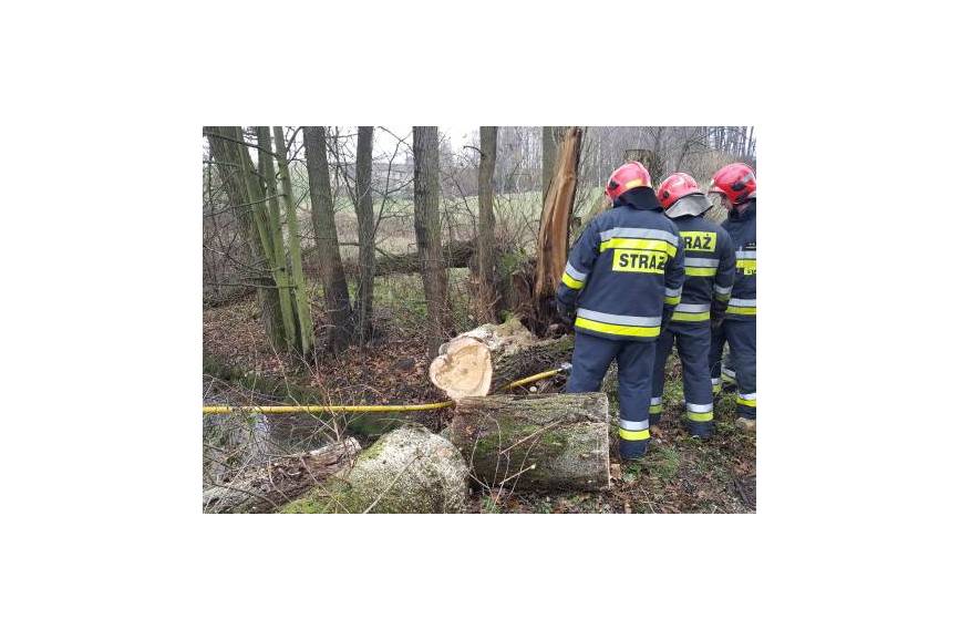 Zdjęcie przedstawia straż pożarną przecinającą powalone drzewo