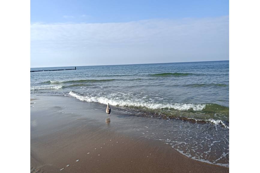 zdjęcie morza bałtyckiego, mewa przechadza się plażą